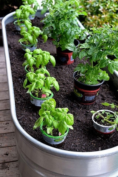 Planting Vegetables In Pots Best Container Vegetables Garden For Beginning | Container Picture 810