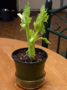 Planting Vegetables In Pots Celery Grown In Pots - How To Care For Celery In A Container Picture 964