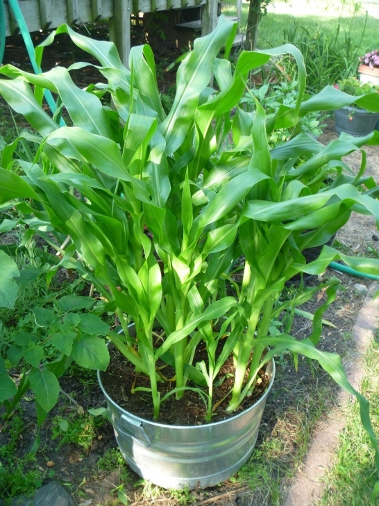 Planting Vegetables In Pots My Homemade Iowa Life: Container Vegetable Gardening Tips Image 707