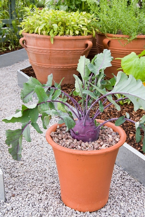 Planting Vegetables In Pots Purple Kohlrabi Growing In Pot | Plant &amp; Flower Stock Photo 347