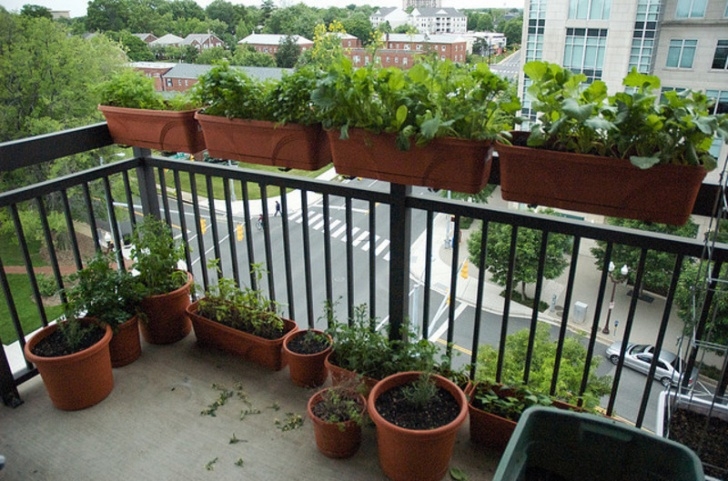 Plants For Apartment Balcony Balcony Gardening – Tips On Gardening In Patios For Image 416
