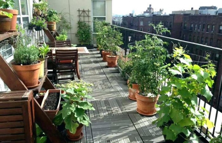 Plants For Apartment Balcony Decorations Apartment Patio Ideas Beautiful Succulents Photo 223