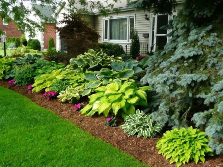 Plants For Landscaping Front Of House Plant Hostas Around Tree Near Fence And Possibly Edge Of Image 875
