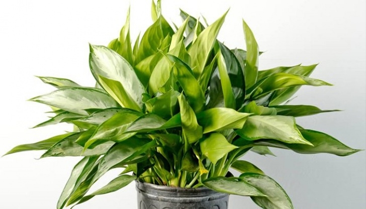 Plants For Shade Indoors 14 Best Indoor Shade Plants For Low-Light Rooms Picture 240