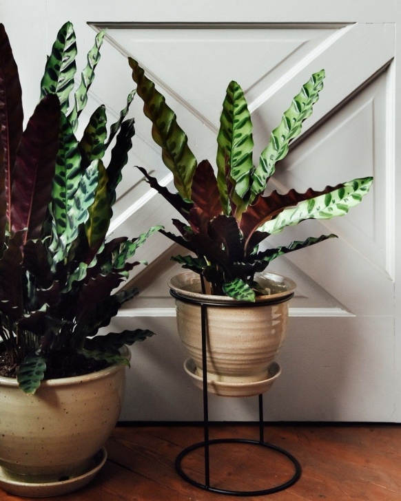 Plants For Shade Indoors 5 Shade-Loving Plants You Haven'T Seen Everywhere | House Picture 480