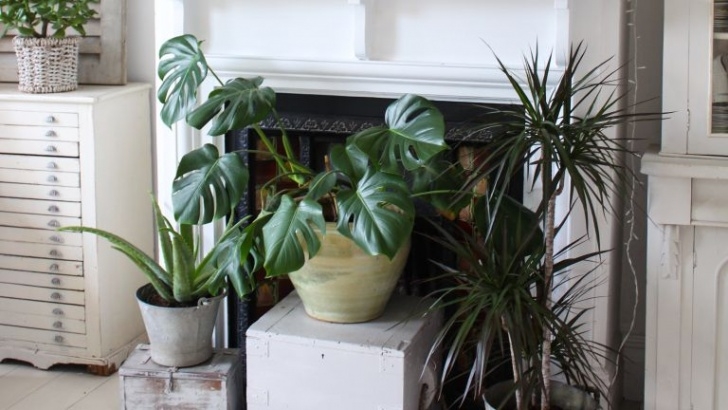 Plants For Shade Indoors Best Shade Loving Plants | Real Homes Photo 823