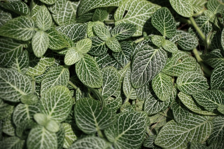 Plants For Shade Indoors How To Grow And Care For Nerve Plant (Fittonia) Picture 474