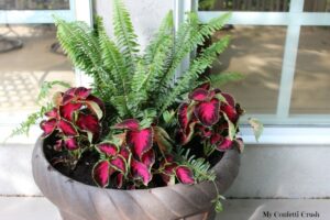 Plants For Shade Indoors Pretty Flowers That Like Shade – Homesfeed Picture 900