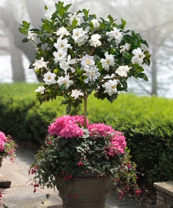 Plants For Small Gardens How To Make A Small Fragrant Garden | Fragrant Plants For Image 319