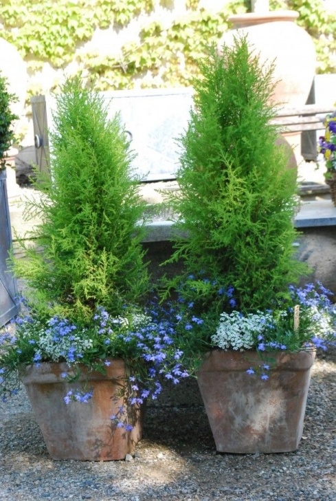 Plants For Small Pots 952 Best Container Gardening Images On Pinterest Picture 573