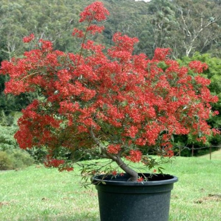 Plants For Small Pots Australian Native Plants For Pots, Courtyards And Small Image 253