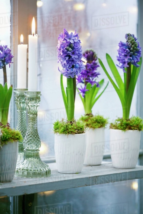Plants For Small Pots Flowers In Small Pots - Stock Photo - Dissolve Picture 602