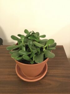 Plants For Small Pots Is This Too Many Jade Plants For One Small Pot? : Succulents Image 620
