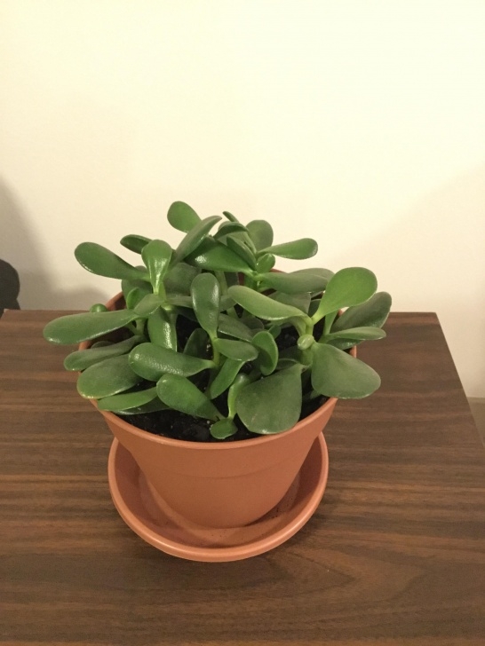 Plants For Small Pots Is This Too Many Jade Plants For One Small Pot? : Succulents Image 620