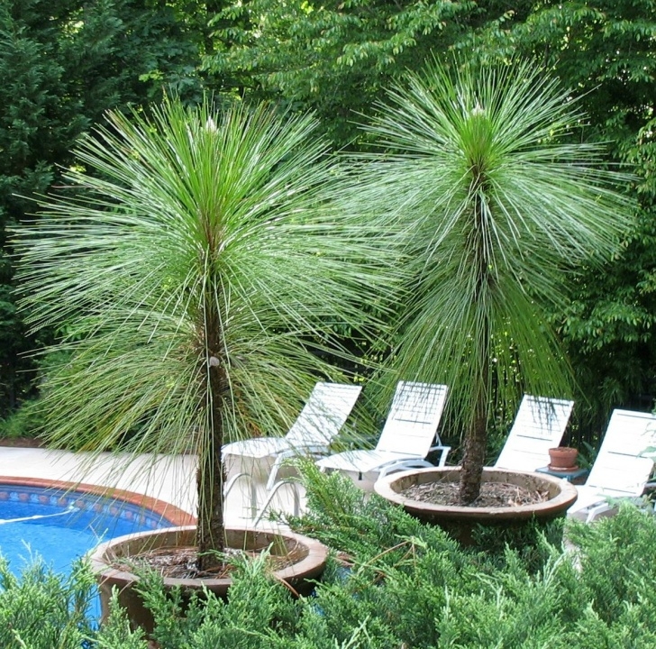 Plants For Small Pots Using Georgia Native Plants: Native Plants In Containers Image 852