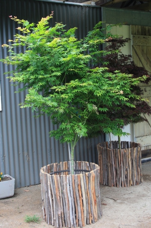 Plants For Small Pots Winter Hill Tree Farm – Courtyard &amp; Pots Picture 867