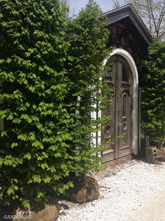 Plants For Small Spaces 10 Narrow Trees For Small Gardens And Tight Spaces Image 925