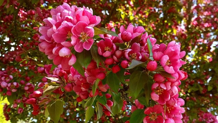 Plants For Small Spaces The Best Small Trees For Every Type Of Small Yard And Photo 564