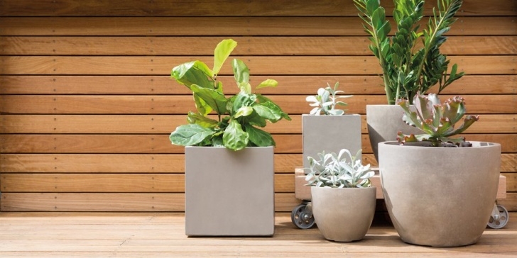 Plants For Tiny Pots Large Outdoor Pot Plants - Home Decor Ideas Picture 115