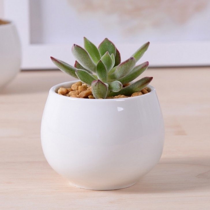 Plants For Tiny Pots Modern Round Small Potted Bonsai Pot Gardening Succulents Picture 849
