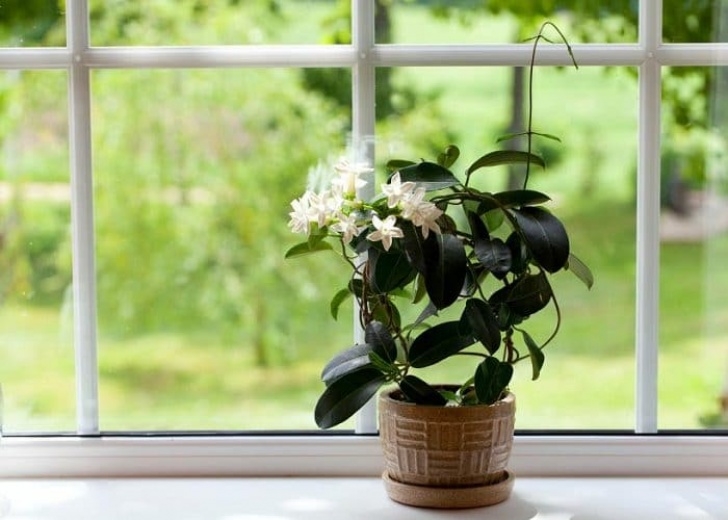 Plants I Can Grow Indoors 11 Best Indoor Vines And Climbers You Can Grow Easily In Picture 588