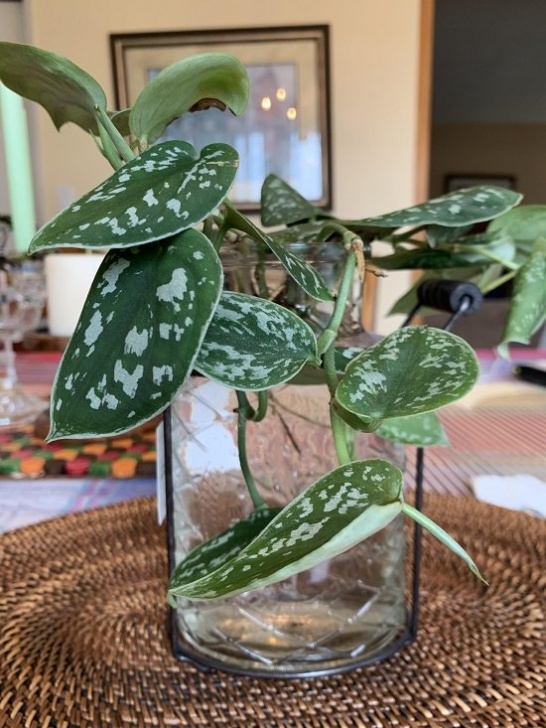 Plants I Can Grow Indoors 16 Amazing Indoor Plants That Grow In Water | Balcony Picture 952