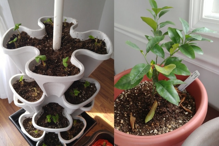 Plants I Can Grow Indoors 5 Tasty Fruit Plants That Can Be Grown Indoors - The Picture 526