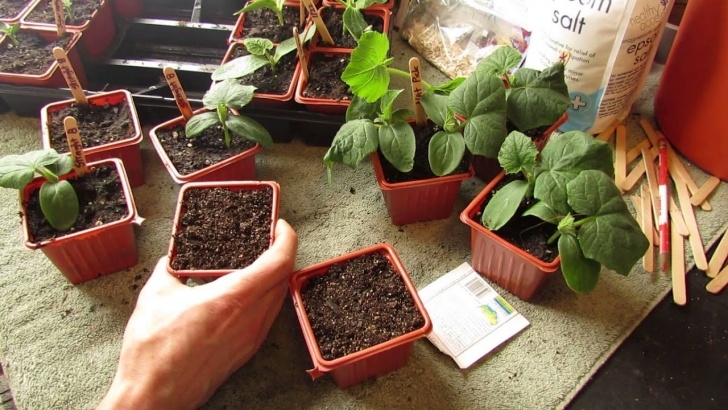 Plants I Can Grow Indoors How And When To Seed Start Cucumbers Indoors: Warm Weather Photo 261