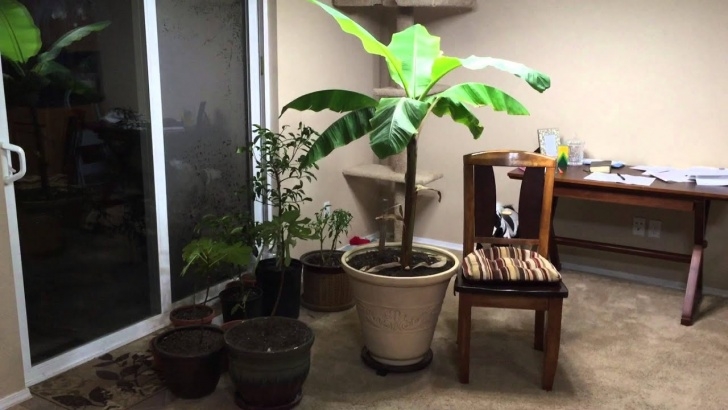 Plants I Can Grow Indoors How To Grow A Large Banana Plant Indoors - Youtube Picture 317