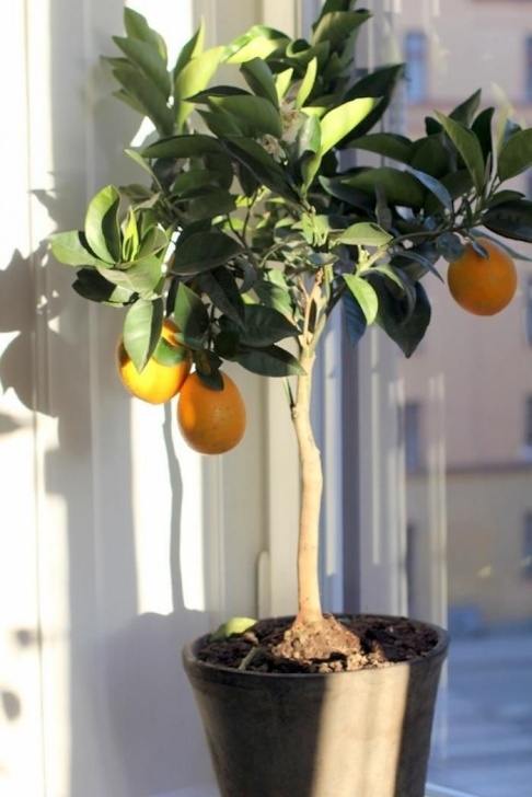 Plants I Can Grow Indoors The Truth About An Indoor Lemon Tree (Hint: It Belongs Image 614