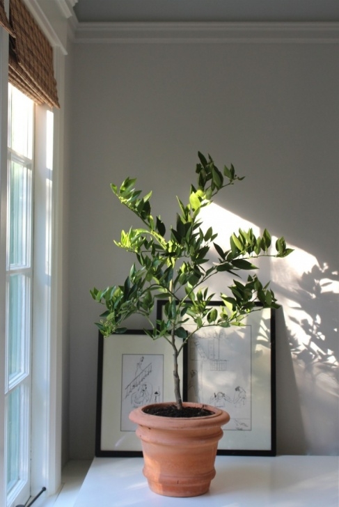 Plants I Can Grow Indoors The Truth About Indoor Citrus Trees (Hint: They Belong Picture 594