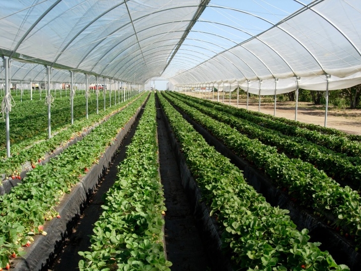Plants To Grow In A Greenhouse Customized Greenhouse Growing Systems Photo 560
