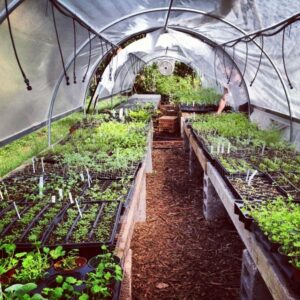 Plants To Grow In A Greenhouse Easy Greenhouse Set-Up | Backyard Garden Landscape Image 823 Plants To Grow In A Greenhouse Easy Greenhouse Set-Up | Backyard Garden Landscape Image 823
