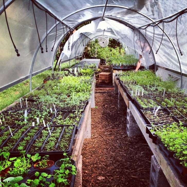Plants To Grow In A Greenhouse Easy Greenhouse Set-Up | Backyard Garden Landscape Image 823