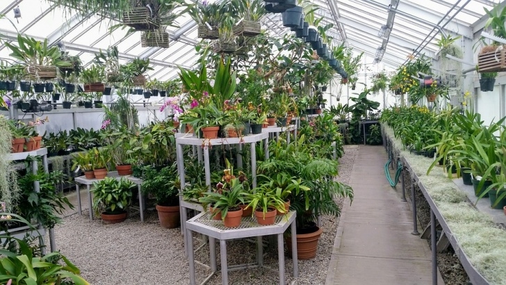 Plants To Grow In A Greenhouse Greenhouse Indoor Green House · Free Photo On Pixabay Image 231