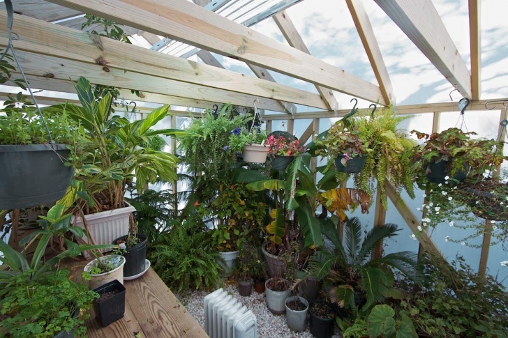Plants To Grow In A Greenhouse Read Reviews About Solexx Greenhoues And Covering. Photo 707
