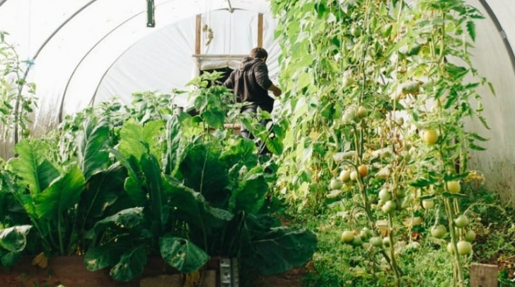 Plants To Grow In A Greenhouse The Best Plants For You To Grow In Your Greenhouse Picture 637