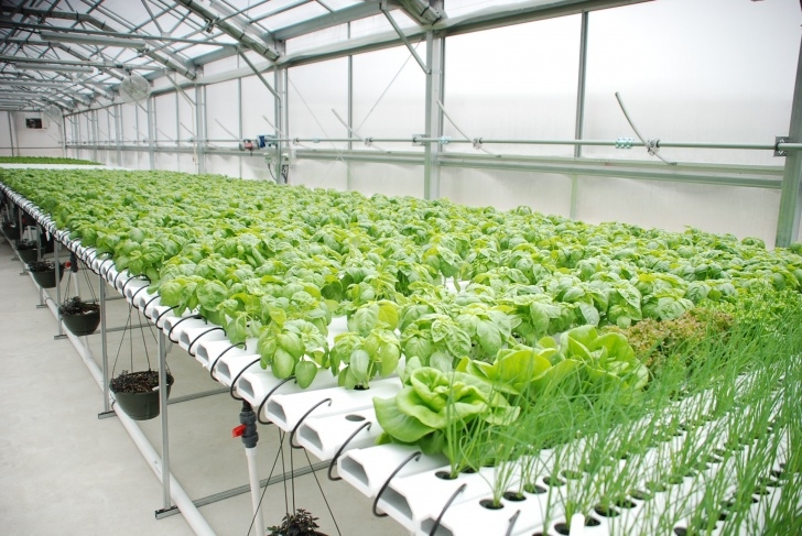 Plants To Grow In A Greenhouse Why Hydroponic Growing Is More Profitable Than Soil Growing Picture 970