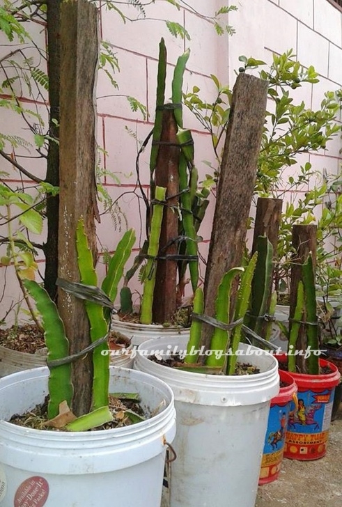 Plants To Grow In Pots Growing Dragon Fruits In Pots Image 547