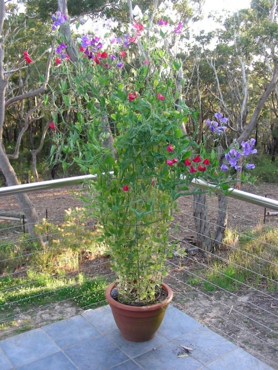 Plants To Grow In Pots Growing Sweet Peas In Containers - Caring For Potted Sweet Photo 203