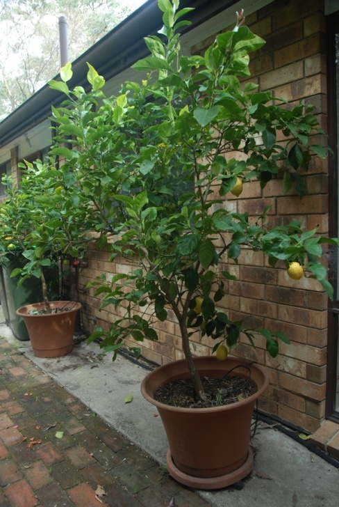 Plants To Grow In Pots How To Grow Plants In Large Pots Long Term - Gardendrum Picture 746