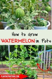 Plants To Grow In Pots How To Grow Watermelon In Pots | How To Grow Watermelon Photo 384
