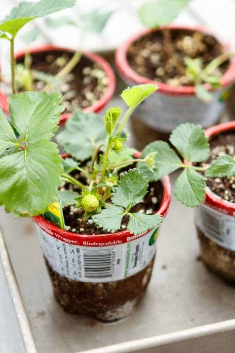 Plants To Grow In Pots How To Plant And Grow Strawberries In Containers Picture 082