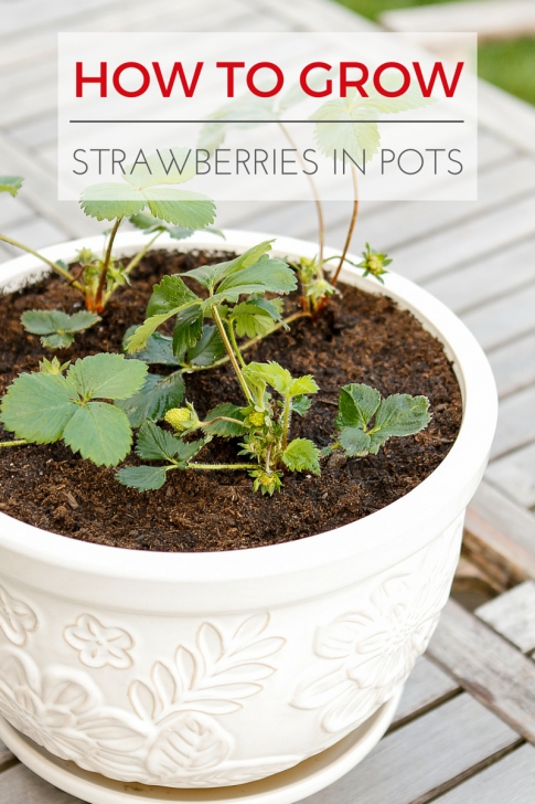 Plants To Grow In Pots Planting A Garden Vase In 3 Easy Steps | Unsophisticook Picture 768