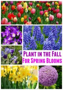 Plants To Grow In Spring Best Fall Bulbs For Spring Blooms And Vibrant Colors Photo 249