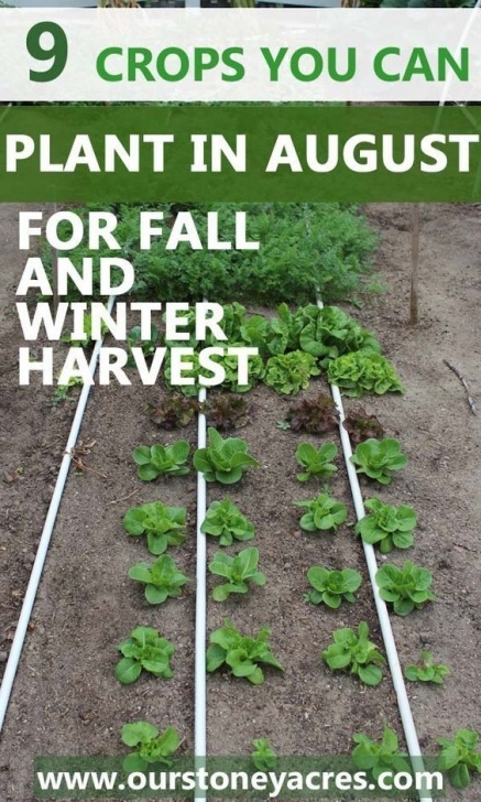 Plants To Grow In The Fall 9 Crops You Can Plant In August For Fall And Winter Photo 219