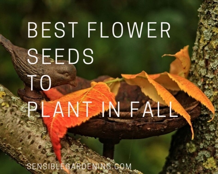 Plants To Grow In The Fall Best Flower Seeds To Plant In Fall • Sensible Gardening Image 825