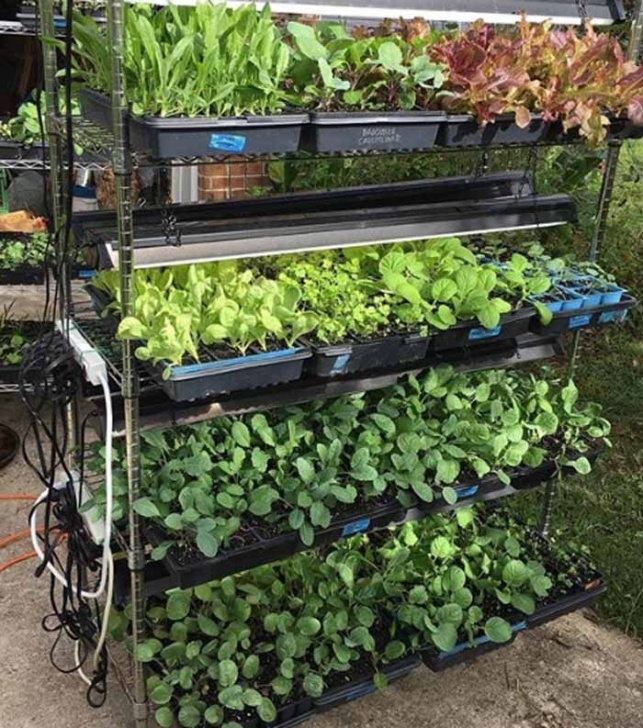 Plants To Grow In The Fall Easiest Garden Plants To Grow In The Fall And Winter Image 217