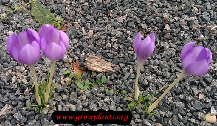 Plants To Grow In The Fall Fall Crocus - How To Grow &amp; Care Photo 876