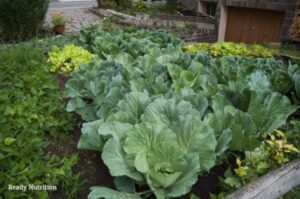 Plants To Grow In The Fall Fall Garden Guide: 15 Easy-To-Grow Vegetables | Ready Photo 402